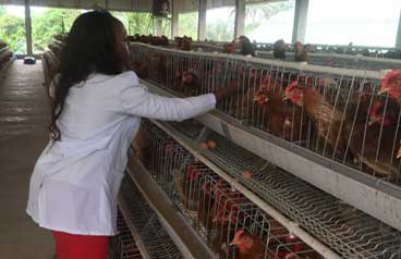 What is hear stress in poultry farm  Solution and management
