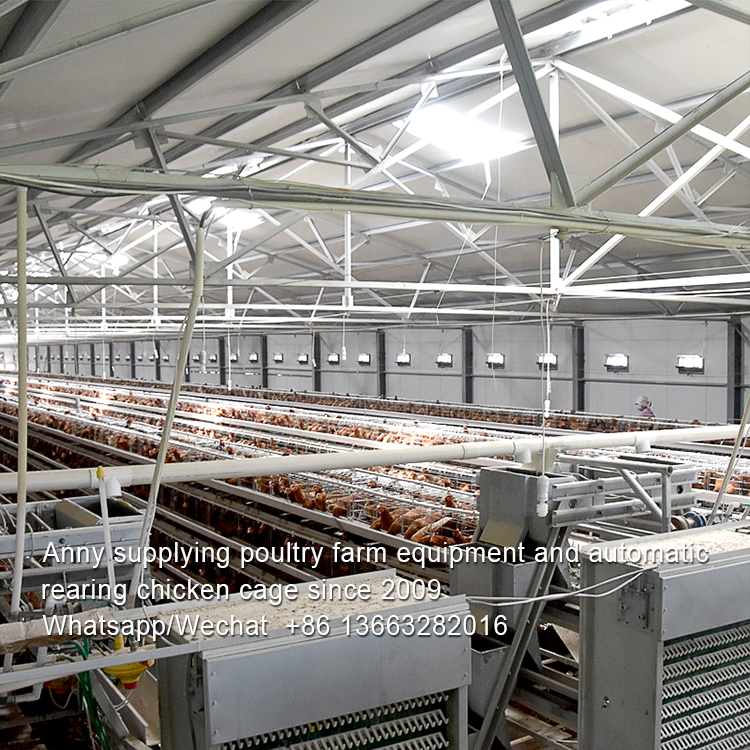 HOW TO DISINFECT POULTRY HOUSE OR LAYER CAGE