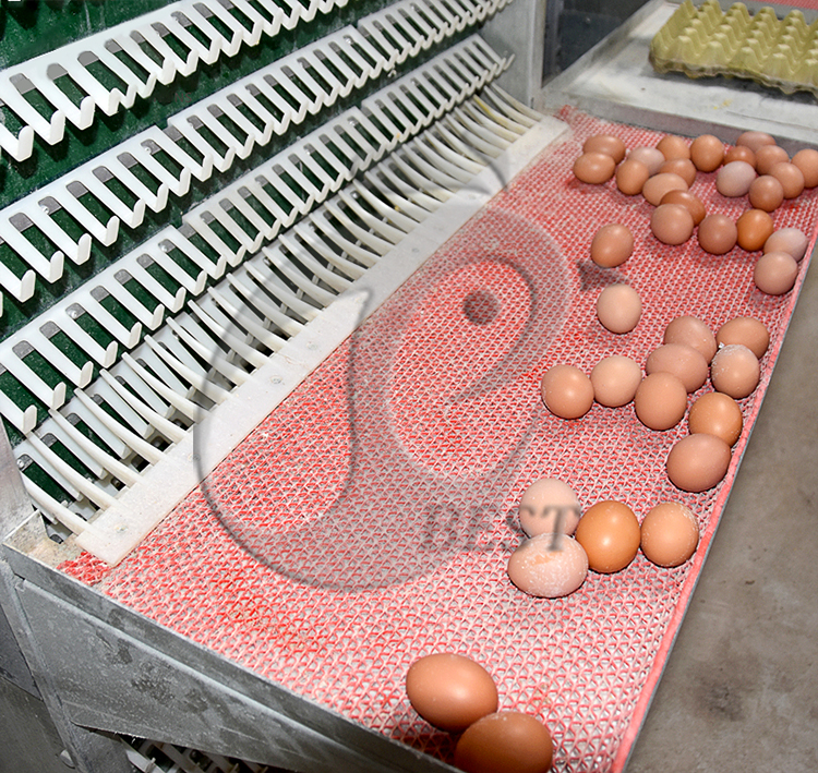 poultry-farm-equipment