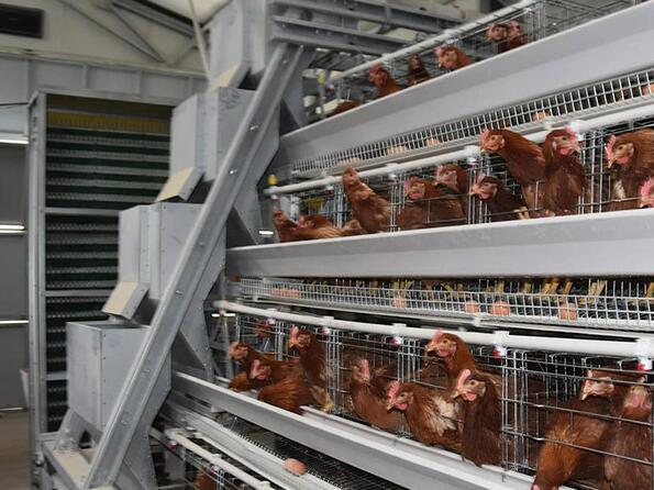 Do you know these benefits of the chicken battery cage systems automated systems minimize manual labor needs
