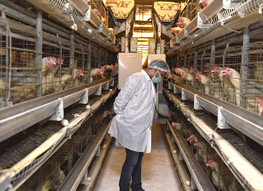 Do you know that the primary goal of a chicken farm is to produce high-quality eggs or meat while maintaining the health and welfare of the chickens