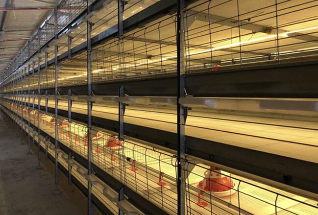 Broiler cage systems are designed to provide a safe healthy and efficient environment for the birds