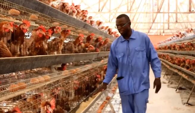 A type layer chicken battery cage system can be used in a variety of settings including small backyard farms large commercial farms and hatcheries