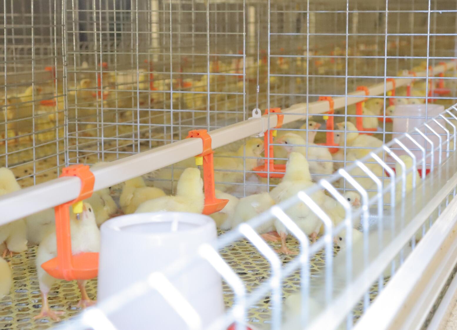 Broiler cage system the cages are designed to optimize space reduce labor costs and improve feed efficiency