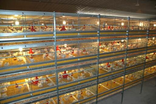 How  baby chick cage for sale brooder cages is an essential setup for raising young chicks working